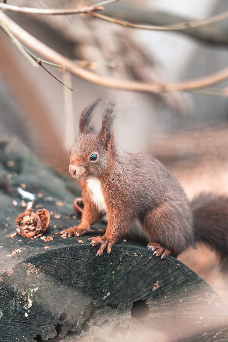a squirrel sitting on top of a tree branch
